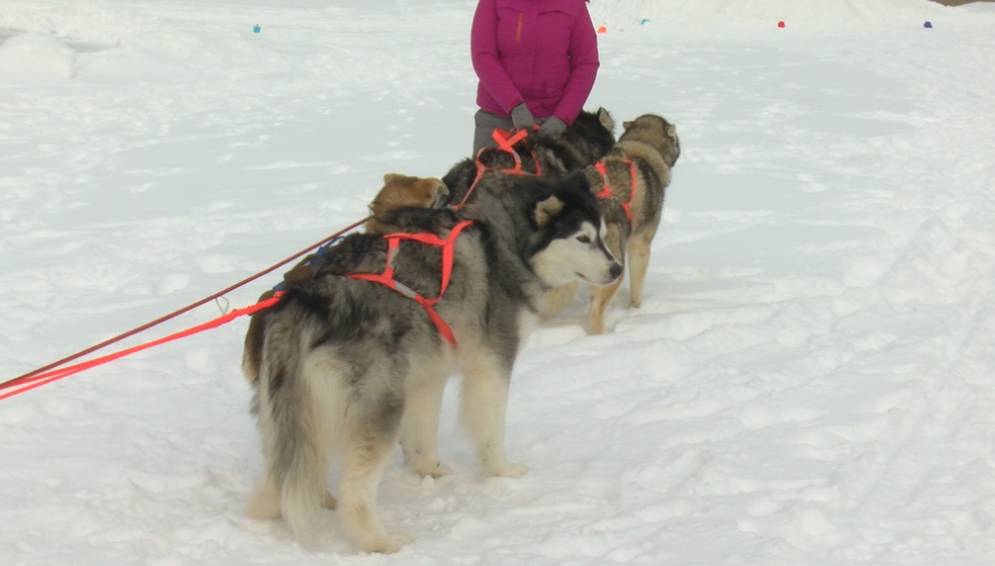 Community Celebrates 11th Annual Winterfest